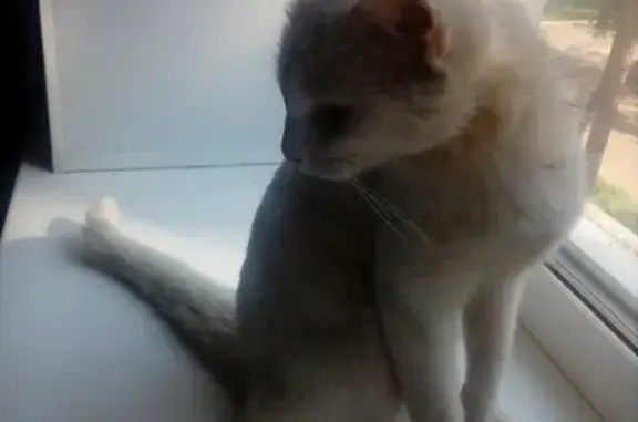 Найдена белая кошка на Коноплянниковой, Заволжский район