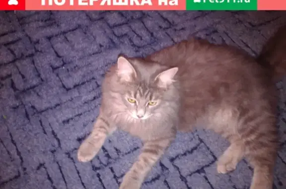 Пропала кошка Настя в Ульяновске, вознаграждение 5 тыс.
