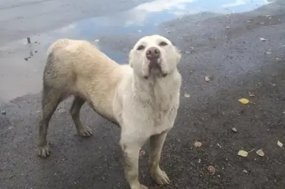 Найдена собака в Колпино, СПб - срочный пост!