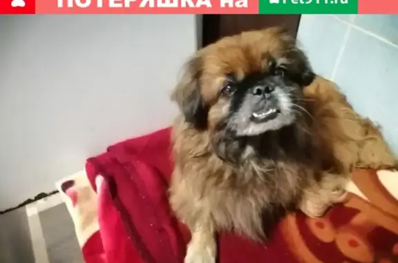 Собака найдена в Лисках (Россия)