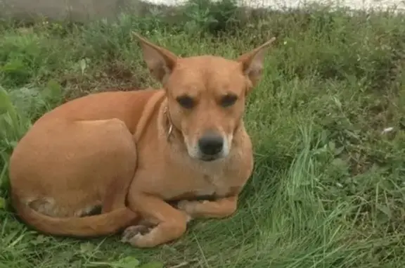 Найдена собака на ул. Брянской, Красноярск