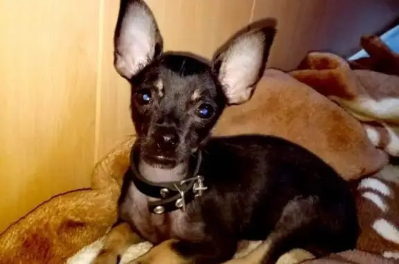Пропала миниатюрная собака Ники в Динской