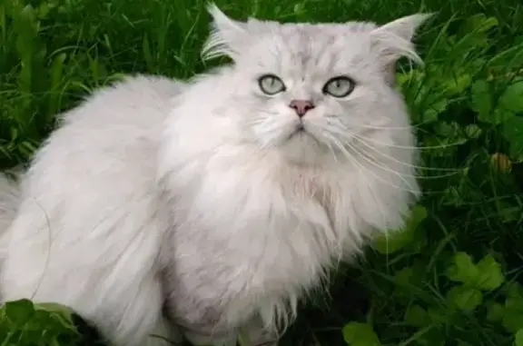Пропала персидская кошка в Софрино