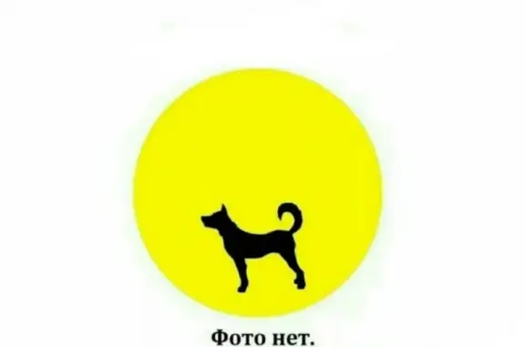Найден домашний котик в Тюмени: нужен дом!