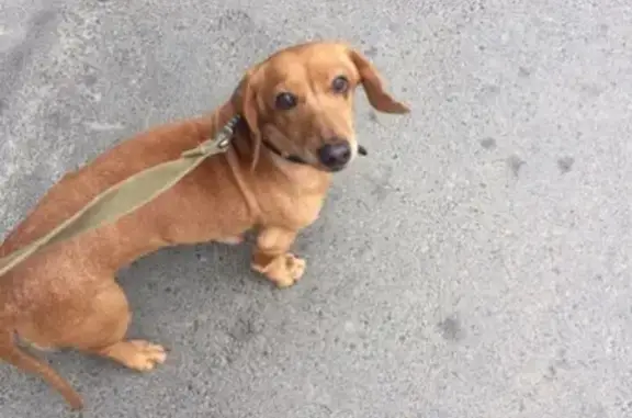 Пропала собака Боня в Лахденпохье, Карелия.