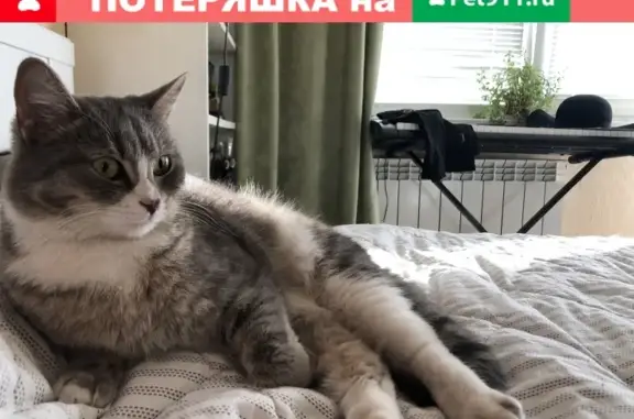 Найдена молодая кошка на улице Пушкинской, 9