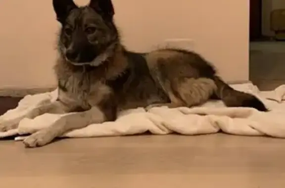 Найдена собака, Москва, фото: Найдена собака в Москве, Петровско-Разумовский проезд