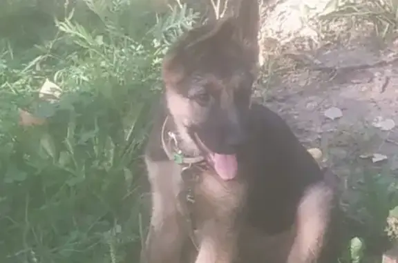 Пропала собака Лютый в Иваново, вознаграждение.