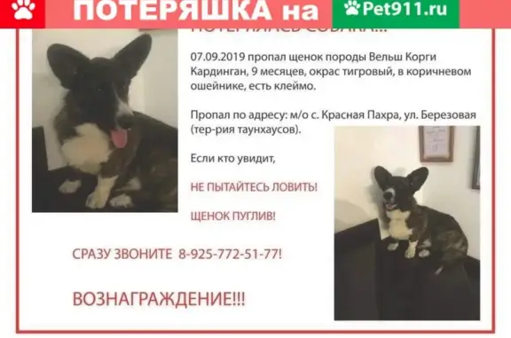 Пропала собака в Красной Пахре, Новая Москва!