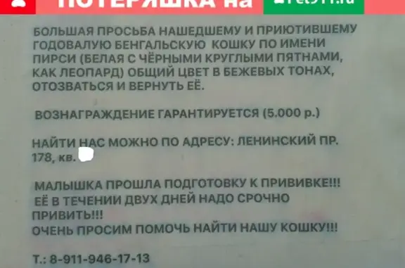 Кошки потеряшки, Санкт-Петербург, фото: Потеряшка бенгальская кошка, Ленинский пр. 178, СПб