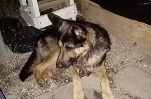 Найдена собака в Магнитогорске #потеряшка@zoo_mgn