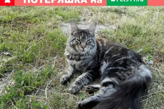 Пропала кошка в п. Севрюково, Белгородская область