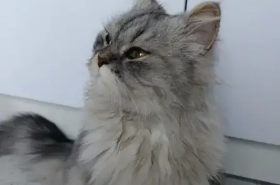 Найдена персидская кошка на ул. Еременко, Ростов-на-Дону