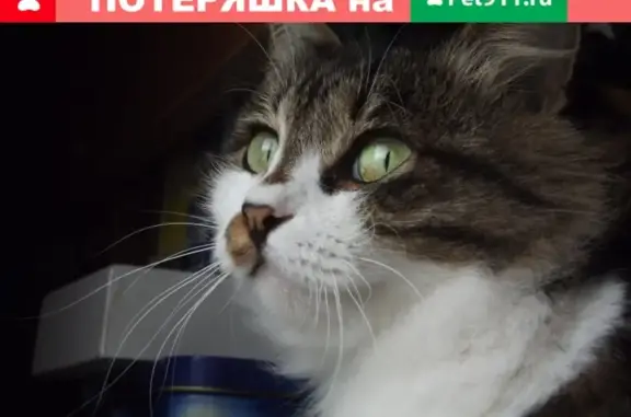 Потерянные животные Владивосток, фото: Пропала кошка на Успенского, ул.