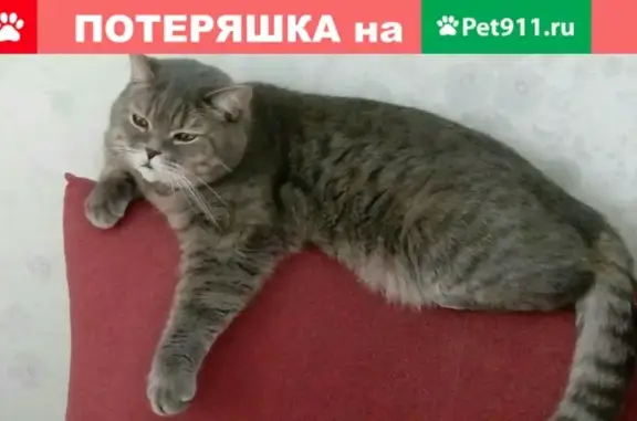 Пропал кот Феликс на трассе Богородск-Ключищи, д.Высоково