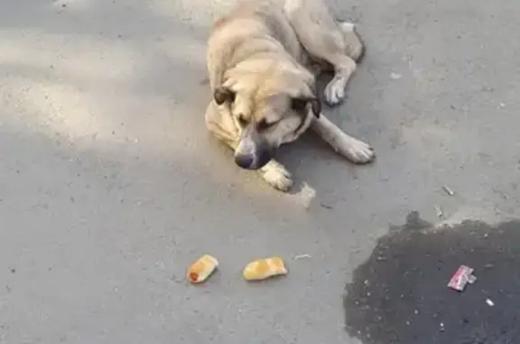 Найдена домашняя собака возле остановки в Челябинске