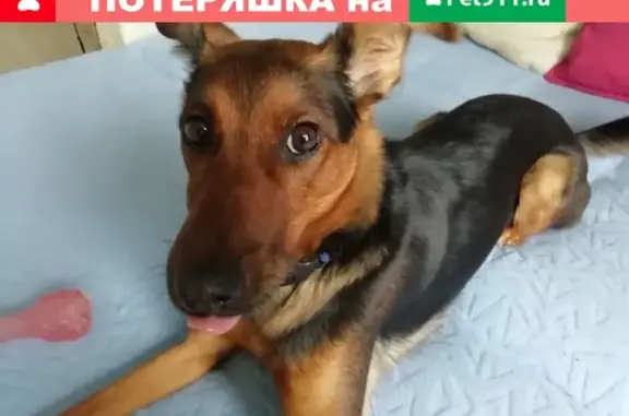 Пропала собака Йоха в Краснообске
