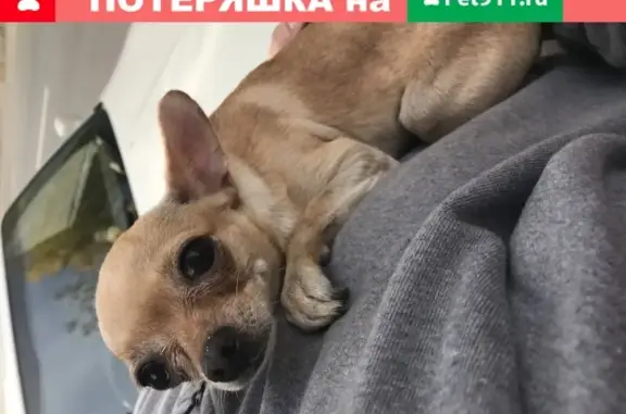Собака без ошейника найдена в Екатеринбурге.