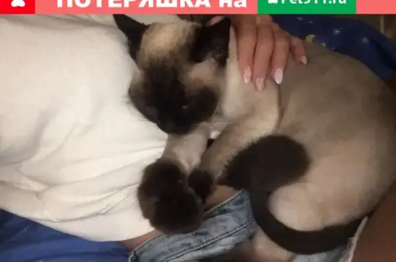 Пропала кошка Люся на СНТ 