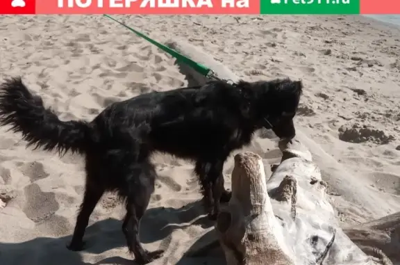 Пропала собака Бора в Бердске!
