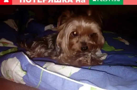 Пропала собака в Кирове, порода йоркширский терьер, кличка Фроша, вознаграждение за находку.
