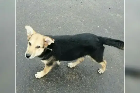 Пропала собака Ева в Волховском, Великий Новгород