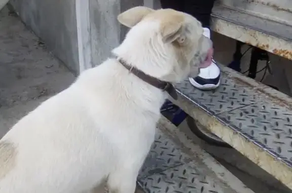 Найден молодой пёс на ул. Вавилова, 73 в Ростове-на-Дону