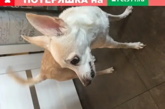 Собака найдена в Овсянниковском саду (СПб)