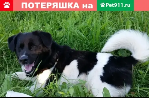 Собаки потеряшки, Москва, фото: Потеряшка собака в Москве