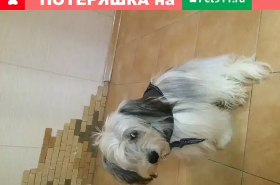 Пропала собака Малыш в Цемдолине, Новороссийск