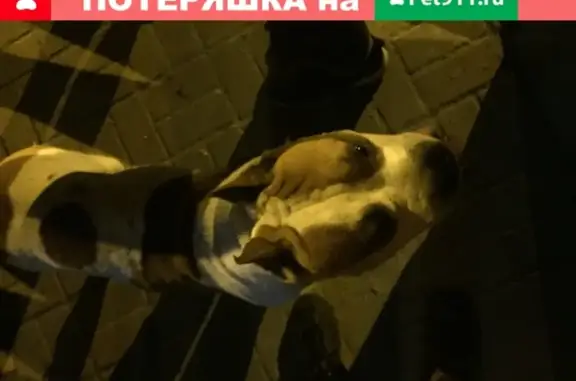 Собака Питбуль найдена на ул. Политбойцов 21