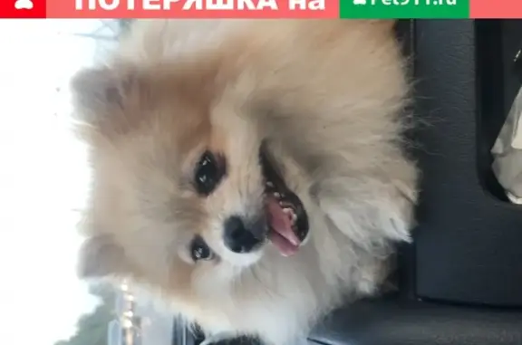 Собаки потеряшки, Нижний Новгород, фото: Потеряшка собака на улице Надежды Сусловой