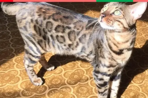 Кошки потеряшки, Москва, фото: Потеряшка кошка в Зябликово, ул. Мусы Джалиля, 10.09.2019