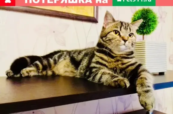 Пропала кошка Мотя, г. Альметьевск, ул. Карьерная, 32А