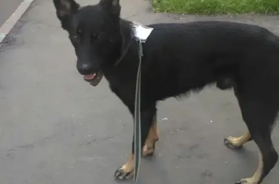 Найден пес Граф на ул. Веневской (Южное Бутово)