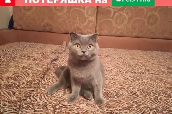 Пропала кошка Кузя в Кропоткине, Краснодарский край