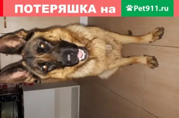 Собаки потеряшки, Москва, фото: Потеряшка немецкая овчарка Берта в Москве