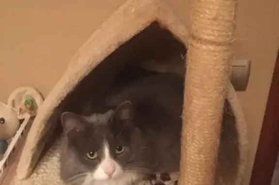 Кошки потеряшки, Москва, фото: Потеряшка серый кот с белой грудкой в Москве