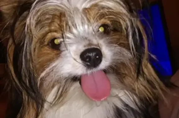 Пропала собака Тоша в Раменском районе