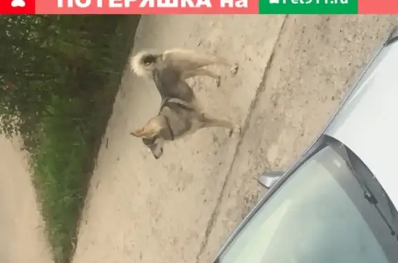 Найдена собака в Никульском, Кстовский район