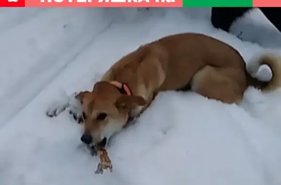 Собаки потеряшки, Москва, фото: Потеряшка собака Гера в Москве, Чечёрский проезд