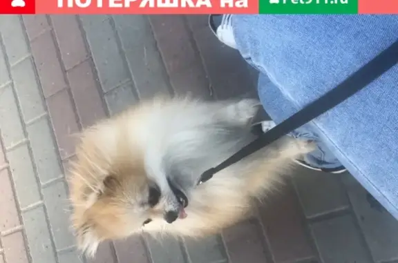 Пропала собака породы Бейби шпиц в Советском р-не, Нижний Новгород