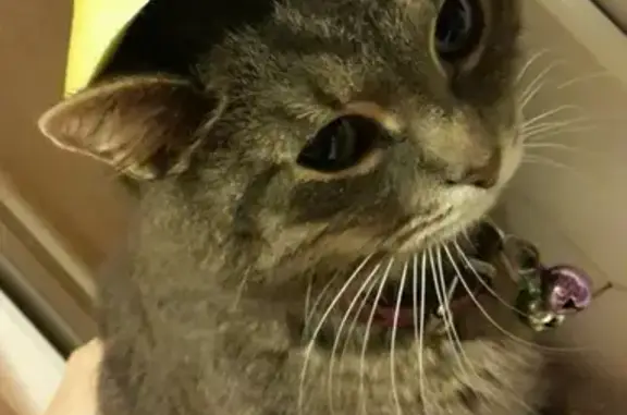 Объявления о пропавших и найденных животных, Москва, фото: Пропала кошка на ул. Молодцова, 1А