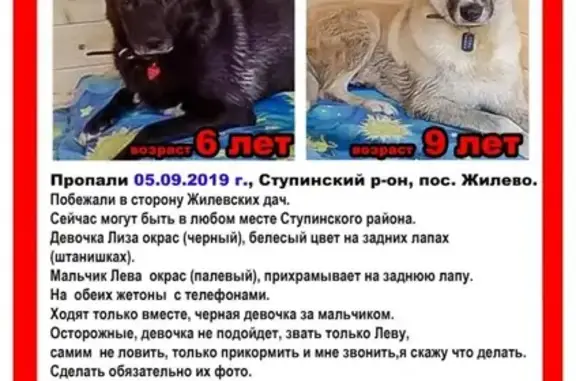 Собаки потеряшки, Москва, фото: Потеряшка собака Мартин, ищут помощи!