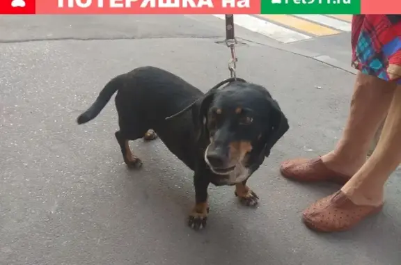 Найдена собака породы Такса в Ростове-на-Дону