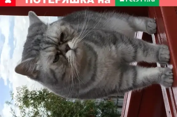 Пропала стерилизованная кошка в Бережках, Московская область (адрес: деревня Бережки, 14)
