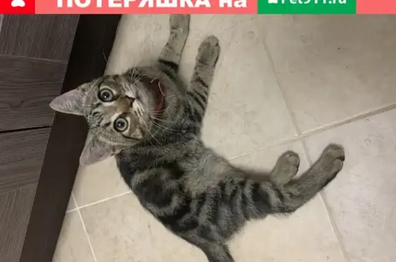 Найден домашний кот с розовым ошейником в Москве, Сибирский проезд 2с1