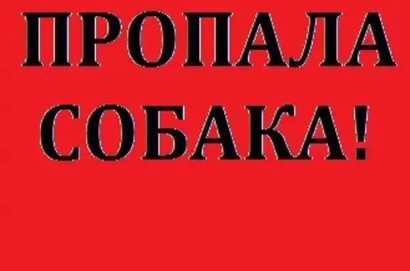 Пропал пёс Арни в районе Дальних садов, Воронеж!