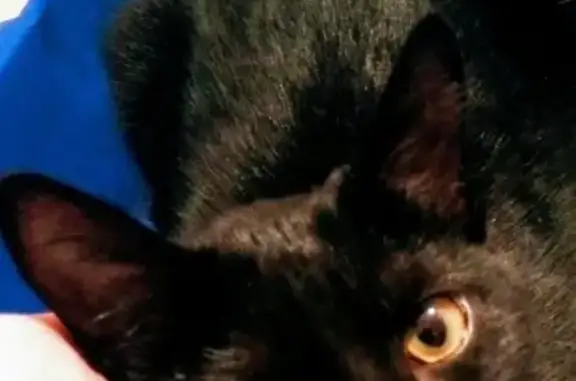 Найдена черная кошка в В.Пышме