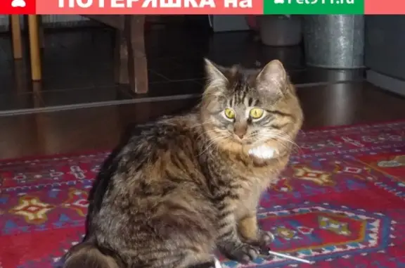 Пропал кот в посёлке Спутник, Барнаул